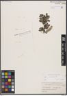 Foto von Salix borealis Fr.